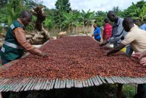 Calling on All Cocoa Farmers to Vote Massively for Nana Akufo-Addo and NPP