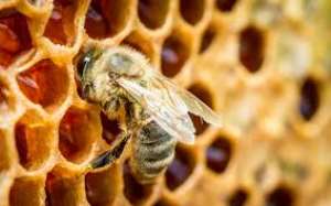 Survey Reveals Harmful Pesticides Killing Bees
