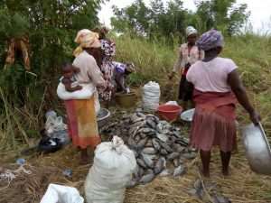 Fisheries Ministry Assures Asutsuare GMO Tilapia Situation Under Control