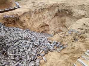 Unwholesome Chinese GMO Fishes Destroyed At Asutuare