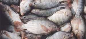 Investigations Open Into Unwholesome Chinese GMO Fishes