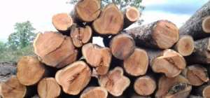 Minister Warns Forestry Commission Officials Over Rosewood