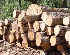 Rosewood Smuggling Reduced To Barest Minimum – Committee