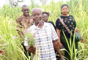 Witchweed eats into crop harvests in northern Ghana