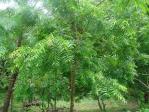 Neem Tree Processing Factories For Cape Coast And Swedru