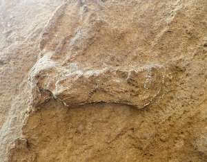 A hominin track in Garden Route National Park, lightly outlined in chalk. The track is 24 centimetres long. - Source: Charles Helm