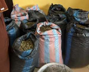 31-year-old man arrested over suspected cannabis plantation at Mangoase