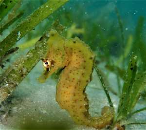 A giraffe seahorse (_Hippocampus camelopardalis_). - Source: Louw Claassens