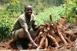 Cassava farmers educated on optimal means of production