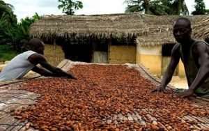Improved seed development programmes to improve cocoa production