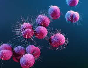 Illustration of Neisseria gonorrhoeae bacteria. - Source: GettyImages