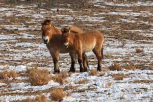 Przewalskis horses in the Kalamaili Nature Reserve in China’s Xinjiang Uygur Autonomous Region Photo: courtesy of the Xinjiang Wild Horse Breeding and Researching Center