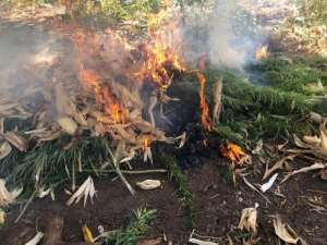 NACOC, Immigration Service destroy cannabis farms in Nadowli District