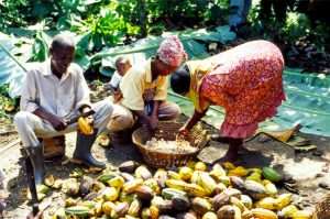 Cocoa Farmers Need to Be Included in Industrial Ownership