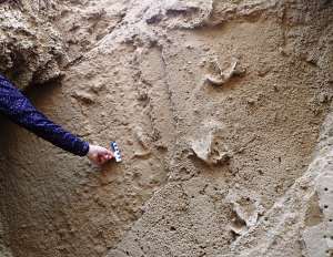 These fossil trackways resemble the tracks left by flamingos today, but are bigger. Just above the scale bar one can see more faintly the amp;39;tramline tracesamp;39; made by the ancient birdsamp;39; stomping action. - Source: Charles Helm