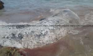 Gomoa Fetteh: Dead Whale Washed Ashore