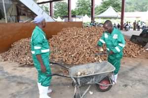 About 3,000 To Be Engaged At Adaklu Starch Factory