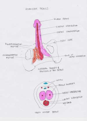 Erectile Dysfunction, How Early Medical Intervention Helps ED