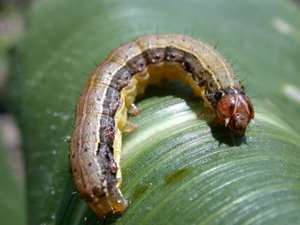New Insecticide To Fight Fall Armyworms
