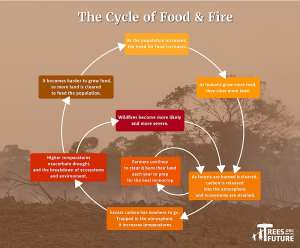 The Cycle Of Food And Fire: Australias Wildfires Are Part Of A Vicious Cycle