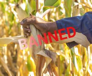 Tanzania Orders Destruction Of MonsantoGates GM Trials Due To Illegal Use For Pro-GM Propaganda