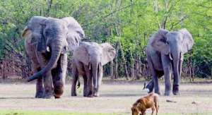 Elephant Invasion Imminent -Wildlife