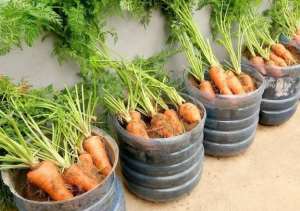 Carrots grown bottles