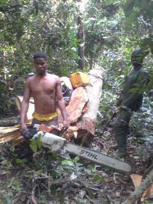 Illegal Chainsaw Operators Busted At Atiwa