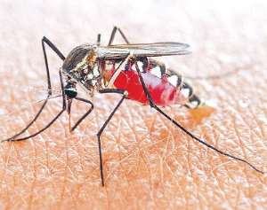 At The Crossroad Of Malaria Control