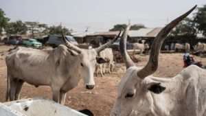 Cattle Farmers Appeal To Government