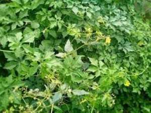 Nyanya lowers blood sugar, kills cancer cells in the stomach