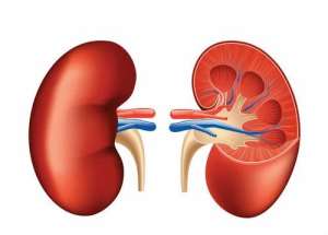 Legislative Instrument to support Ghana's kidney transplant system coming