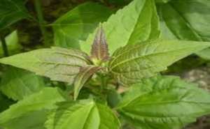 Acheampong Leaves:  A natural remedy for wound healing, Contraceptive and Abortion.