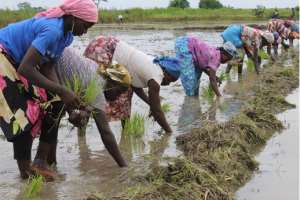 Use Farmers Day to address challenges of farmers — CPP