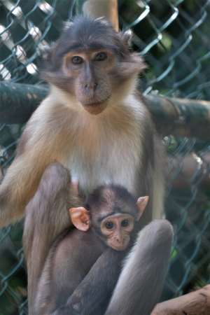 West African Primate Conservation Action announces the birth of rare monkey at Accra Zoological Gardens