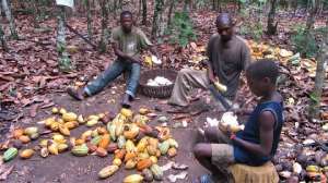 Multi-stakeholder corporation required to eliminate child labour – cocoa expert