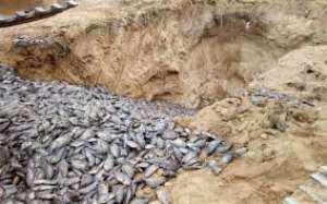 Over 100 Tonnes Of Tilapia Die On Fish Farms in Eastern Region