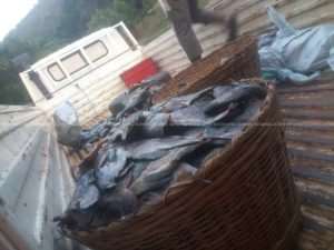 Over 100 Tonnes Of Tilapia Die On Fish Farms In Eastern Region