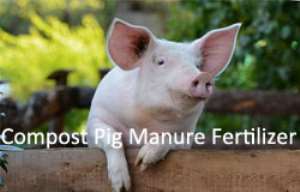How to Compost Pig Manure into Organic Fertiliser