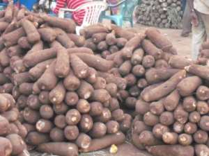 Addressing yam-harvest losses in Nanumba North: Need for improved storage technologies