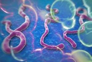 An Introduction And Anatomy Of A False Ebola Article