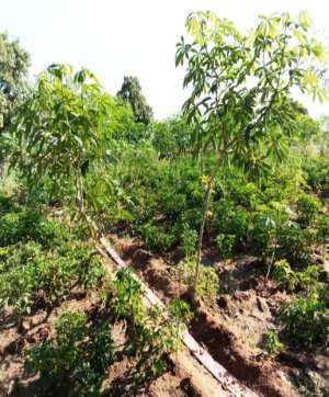 A garden that has been developed at Basengo Moo Community