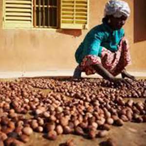Sheanuts: The Northern Cocoa of Ghana and the Call for Government Intervention