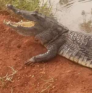 Tourism Just Got Better In Volta Region As Akatsi North District Gets Crocodile Resort