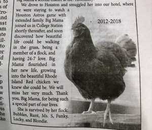 Texas Printed Obituary For A Beloved Pet Chicken