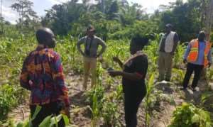 Ministry Of Food  Agric Takes Journalists Through Fall Armyworms