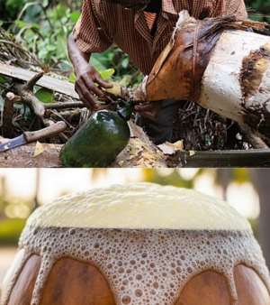 The Potential of Palm Wine in Candidiasis Treatment