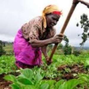 Food Sovereignty Ghana Salutes All Farmers of the Nation!