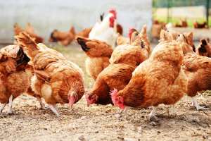 Avian influenza strikes Upper East Region