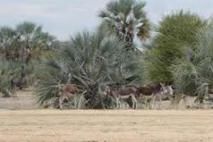 Donkeys are a common sight in northern Namibia – what colonial history has to do with it
